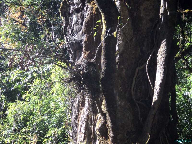 Dzuko Valley trip /  Exploration  during Sangai Tourism Festival 2012 :: November 2012