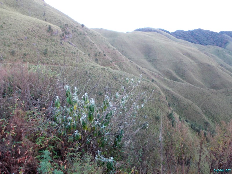 Dzuko Valley trip /  Exploration  during Sangai Tourism Festival 2012 :: November 2012