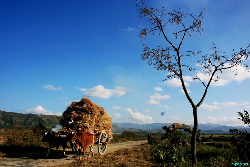 A bullock cart returning home, Louyai Lambi, Kakching : Landscape of Manipur :: 2012