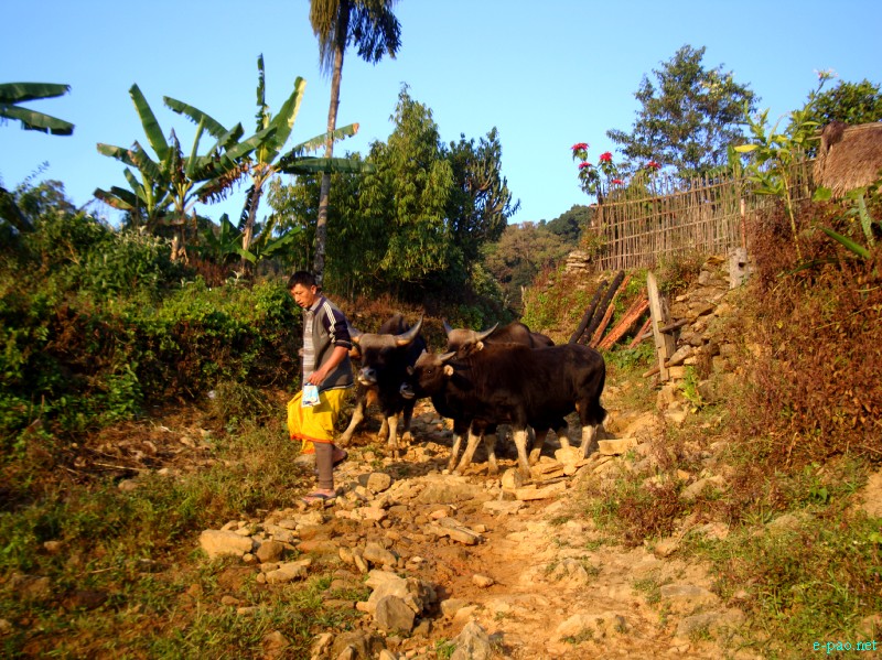 IT Road, Tamei, Magulong Kisha hill and Gaidelu Cave Exploration  during Sangai Tourism Festival 2012 :: November 2012