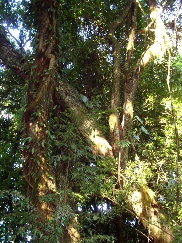 IT Road, Tamei, Magulong Kisha hill and Gaidelu Cave Exploration  during Sangai Tourism Festival 2012 :: November 2012