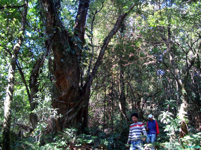 IT Road, Tamei, Magulong Kisha hill and Gaidelu Cave Exploration  during Sangai Tourism Festival 2012 :: November 2012