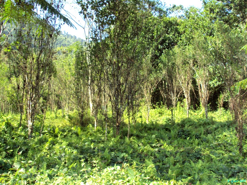 A jungle in Manipur