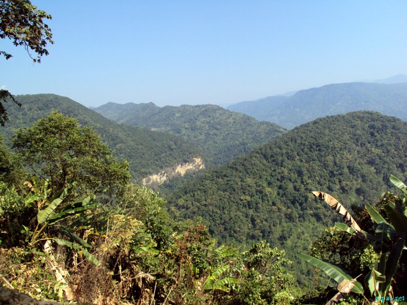 Thick vegetation in Tamei, Tamenglong 