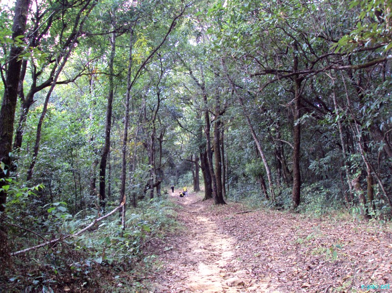  Thick vegetation in Tamei, Tamenglong in November 2012   