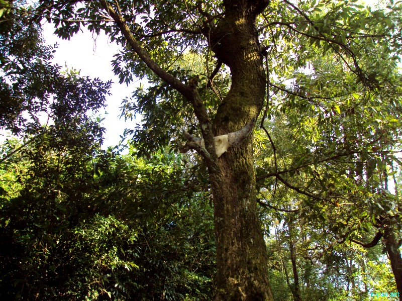 IT Road, Tamei, Magulong Kisha hill and Gaidelu Cave Exploration  during Sangai Tourism Festival 2012 :: November 2012