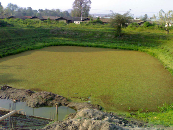 Nungjreng Pukhri is a holy pond for the meiteis situated inside the sacred Kangla