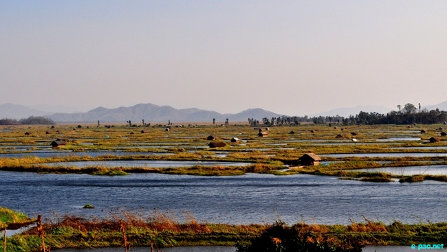Phumdis in Loktak lake   