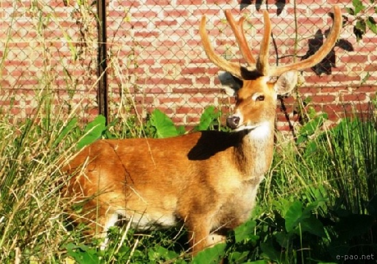 Sangai The brow antlered deer of Manipur By Budha Kamei