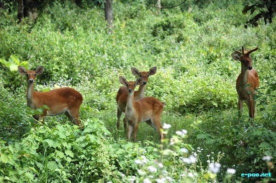 The Sangai (Cervus eldi eldi Mclelland) - the endemic, rare and endangered Manipur Brow-antlered deer  (Feb 2009)