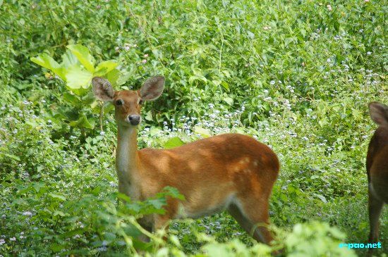 Sangai (Cervus eldi eldi Mclelland) - the endemic, rare and endangered Manipur Brow-antlered deer