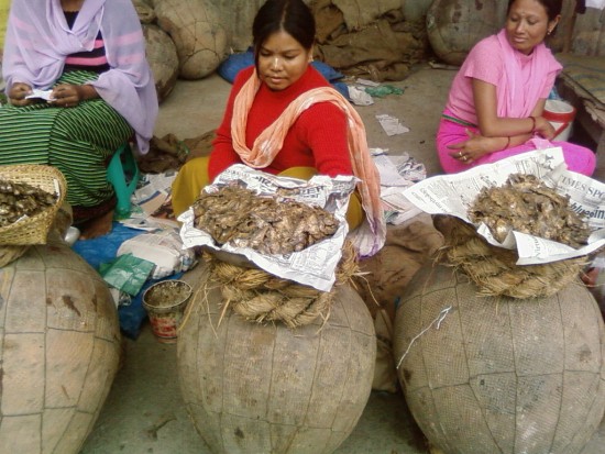  A Ngari (fermented Fish delicacy) shop vendor selling directly from a Ngari Chaphu at a make-shift market under BT flyover, Imphal.   