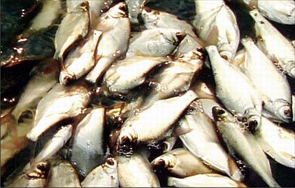 Indigenous fish of Manipur - Pengba