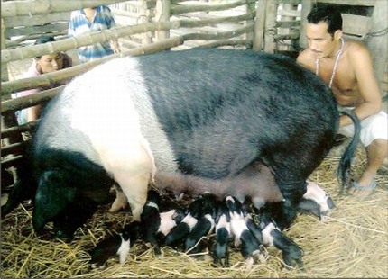  A fully grown pig suckling her piglets  