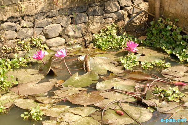 Chaklen Katpa at Shree Shree Narsing Laishang, Kakwa :: 2nd week of November 2009