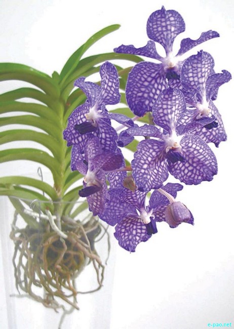  Khonggumelei - Golden-coloured Manipuri Urei (orchid) 