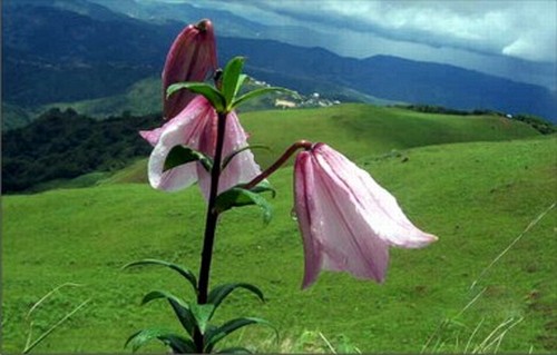 A Lily in full bloom at its scenic abode