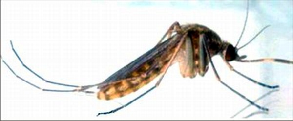 Japanese Encephalitis carrier : A picture of the Culex breed of mosquito