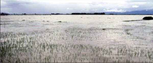 Vast tracts of agricultural land under water at Thoubal district