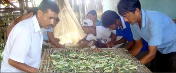 Menfolk of Mreh ward No.7 taking part in silkworm rearing 