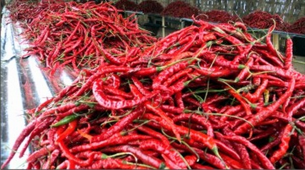 The Chilli yields put at the festival