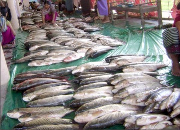 Fish put on sale at Lamlai during the fair