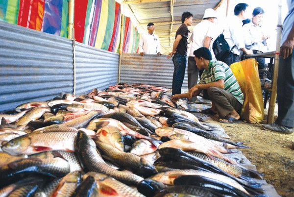 Fishes on display in one of the stall at Hapta kangjeibung Fish exibition