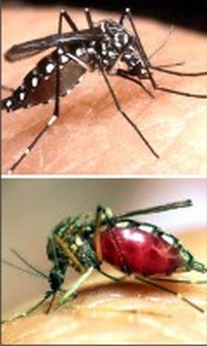 Ades breed of mosquito