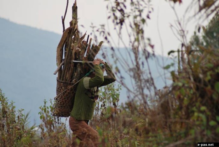 Fire-wood collection - a daily chore deep inside Ukhrul District :: November 2011