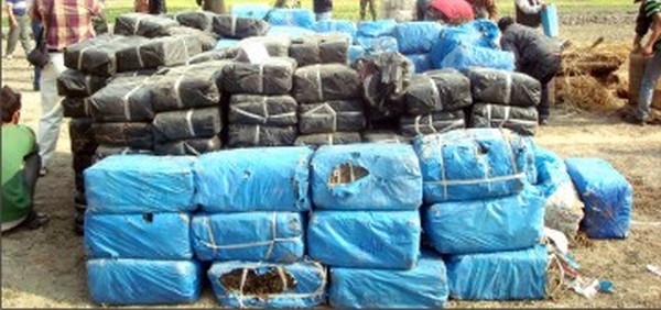 The huge ganja consignment being readied to be burnt