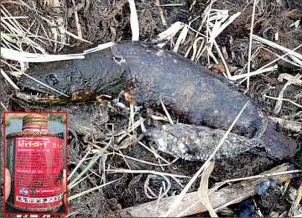 A dead fish at Loktak and inset the insecticide