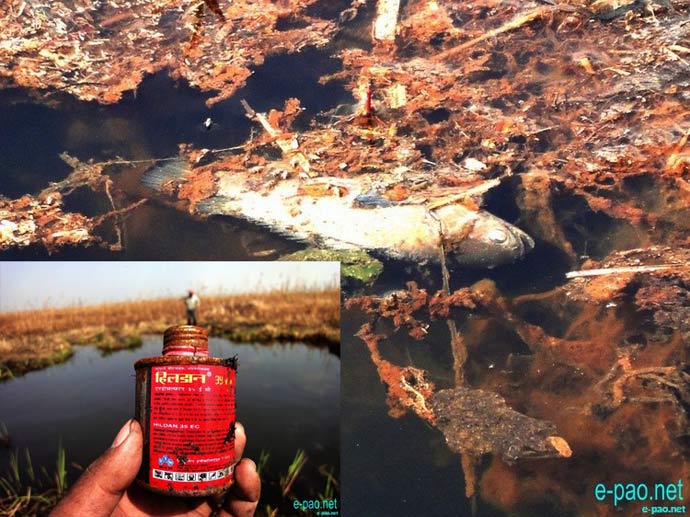 A floating dead fish on Loktak lake and inset a can of pesticide found nearby