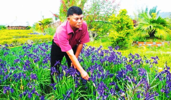 RK Sanaton showing Kombireis in full bloom in his garden