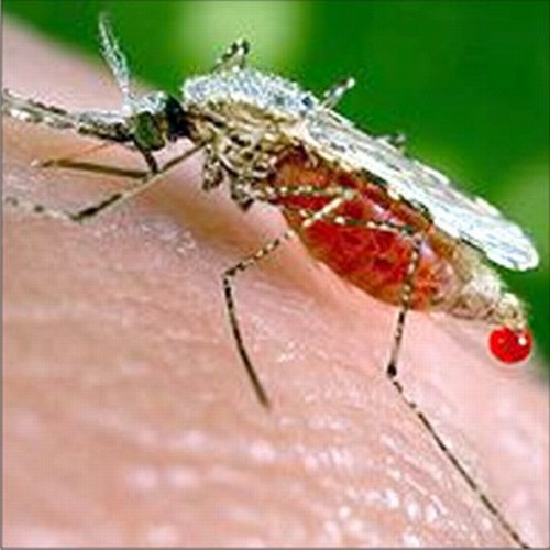 Malaria carrier