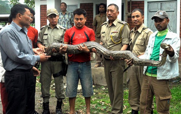 Churachandpur district police personnel and locals hold a python weighing about 28 Kgs and 16 feet long