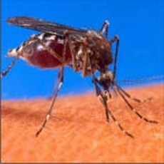 A malaria carrier mosquito