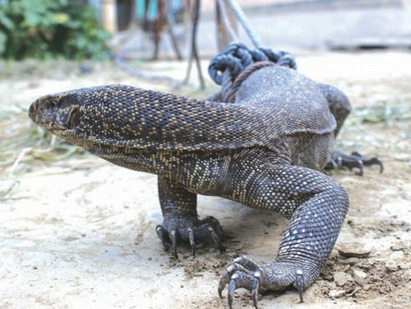 The Monitor Lizard (local name: Hangkok) which was captured from the house of one Pukhrambam Monbi of Kakching Sumak Leikai