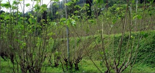 Mulberry trees planted for the Sericulture Project