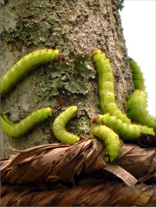 Silkworms feed on Tumitla