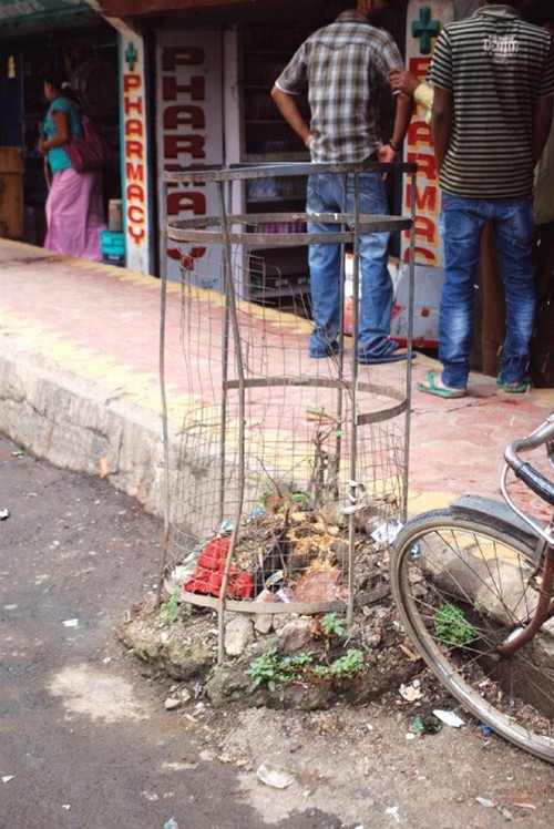 The condition of a sapling in Imphal city
