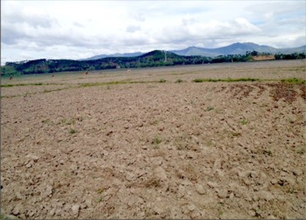 A parched paddy field