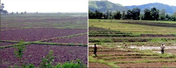 Different pics but all tell the same story of dry paddy fields due to inadequate rainfall