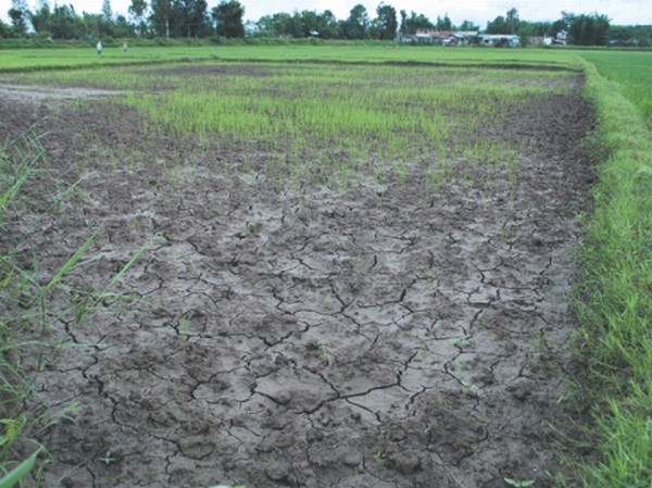 Cracks developing in a paddy field following deficient rainfall