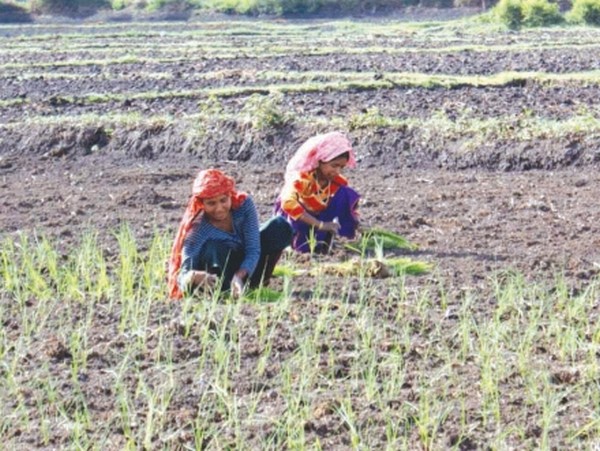 Two women farmers planting paddy on their dried fields at Sora