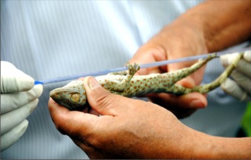 A Tokay Gecko being examined before its release to  the wild