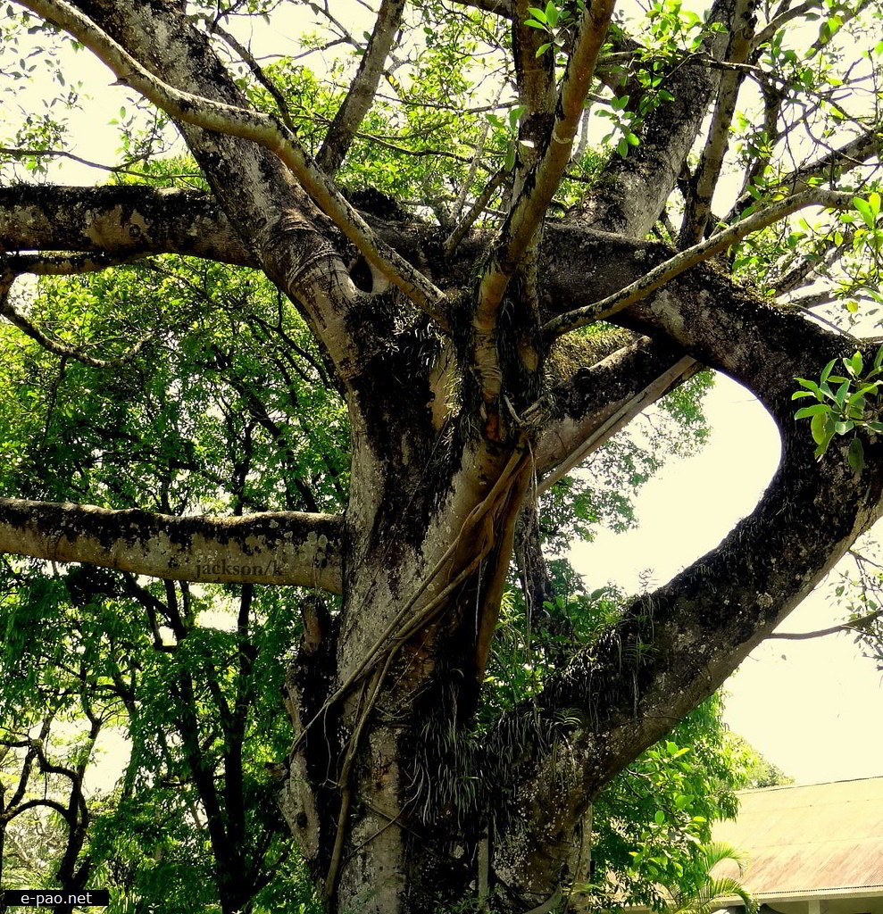   Banyan Tree inside Kangla - A very sacred place for the Manipuri