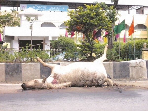 The carcass of a Pony lying in front of Hotel Imphal