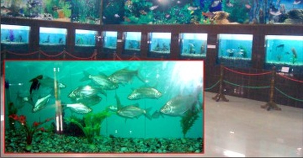 A view of the Manipur Science Aquarium at DMC Campus and inset Pengba fish species