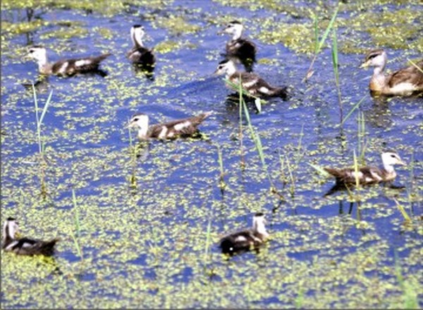 Migratory birds at Kangla