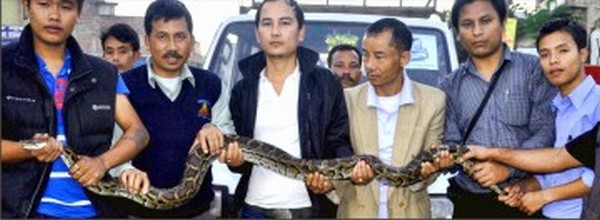 The python rescued from devotees